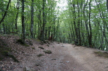 footpath in the woods