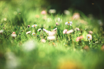 daisies in the grass