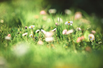 daisies in the grass