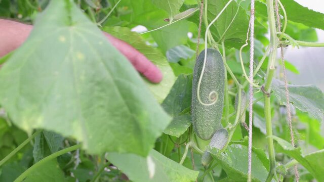 A juicy cucumber hangs in the green foliage, the hand picks it off. It's harvest time. Healthy food concept, vegetarian diet of raw food. Non-GMO organic food. Background, splash. UHD 4K.