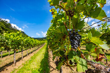 Fototapeta premium blue merlot grapes in green vineyard