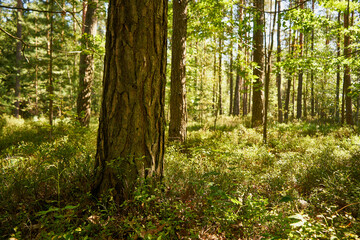 summer trees, trees, forest