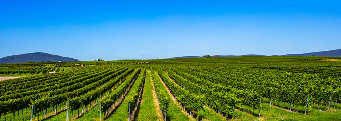 Obraz na płótnie Canvas green vineyards rows in summer time