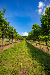 Fototapeta na wymiar green vineyards rows in summer time
