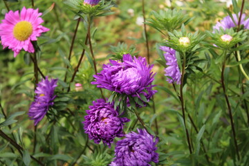flowers in the garden