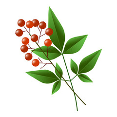 赤い実と緑の葉が付いたナンテンの枝