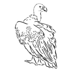 Griffon vulture. Wild forest bird of prey. Hand drawn sketch graphic style. Fashion patch. Print for t-shirt, Tattoo or badges.