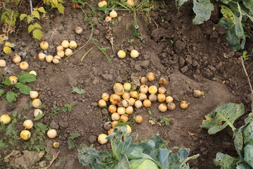 flowers in the garden