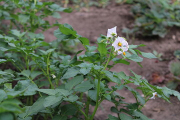 potato flowers