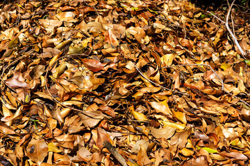 Folhas Secas IMG_1130