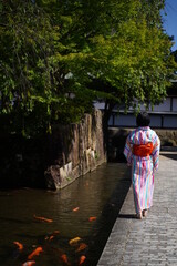 Carps are swimming in a Seto river in Hidafurukawa  Gifu japan.