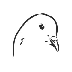 Realistic hand drawn dove. Vector illustration or element for your design.