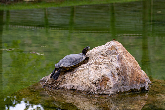 Turtle resting on a rock in the pond