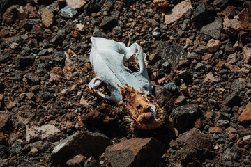 Picture of an Animal Skull in the sand