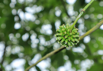 Leaves, flowers, fruits and liquid of Kratom 
Herbal in Asia