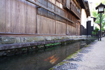 Carps are swimming in a Seto river in Hidafurukawa  Gifu japan.
