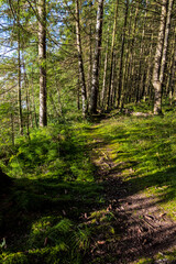 footpath in the forest