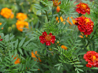 Background of blooming orange tagetes and green leaves, selective focus. Beautiful seasonal marigold plants with orange and yellow flowers for postcard design and decoration