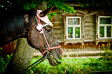 Travel to the city of Suzdal, Russia, horses