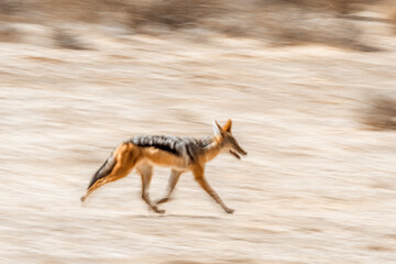 Black backed jackal running with long exposure effect in Kgalagadi transfrontier park, South Africa ; Specie Canis mesomelas family of Canidae