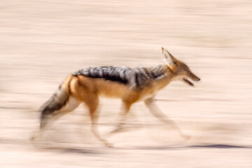 Black backed jackal running with long exposure effect in Kgalagadi transfrontier park, South Africa ; Specie Canis mesomelas family of Canidae