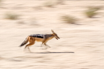 Fototapeta na wymiar Black backed jackal running with long exposure effect in Kgalagadi transfrontier park, South Africa ; Specie Canis mesomelas family of Canidae