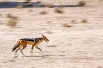 Black backed jackal running with long exposure effect in Kgalagadi transfrontier park, South Africa ; Specie Canis mesomelas family of Canidae