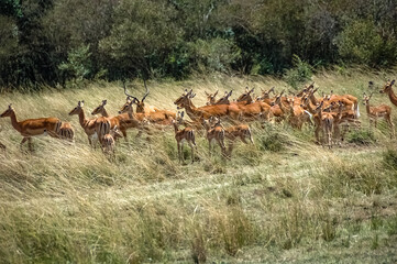 Antelope roaming in Kenya's wilderness