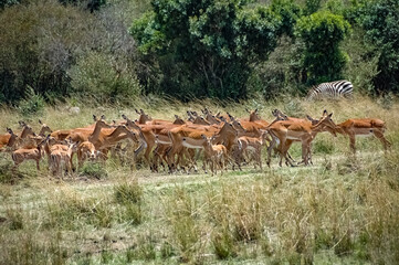 Naklejka na ściany i meble Antelope roaming in Kenya's wilderness