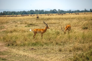 Antelope roaming in Kenya's wilderness