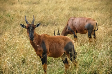 Antelope roaming in Kenya's wilderness