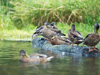 Kaczki nad rzeką, Roztocze © Piotr