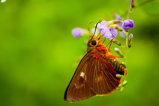 beautiful red butterfly on a flower