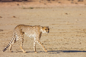Cheetah on the hunt walking in desert in Kgalagadi transfrontier park, South Africa ; Specie Acinonyx jubatus family of Felidae