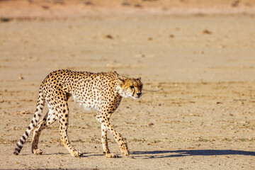 Cheetah on the hunt walking in desert in Kgalagadi transfrontier park, South Africa ; Specie Acinonyx jubatus family of Felidae