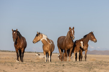 Obraz premium Beautiful Wild Horses in Utah in Spring
