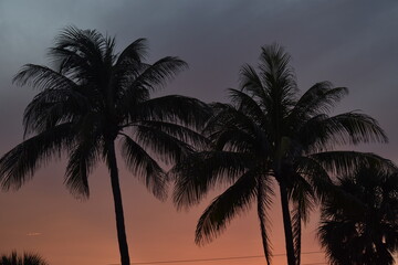 Fototapeta na wymiar Palm trees at sunset time. 