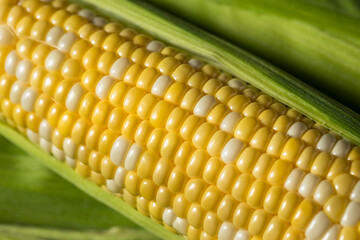 Raw Yellow Organic Corn on the Cob