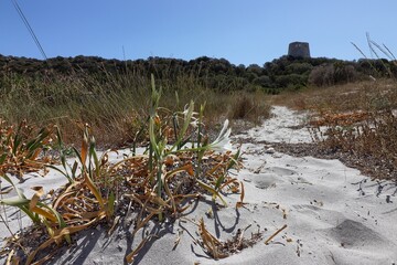 Sea lily with the Cala Pira tower in background