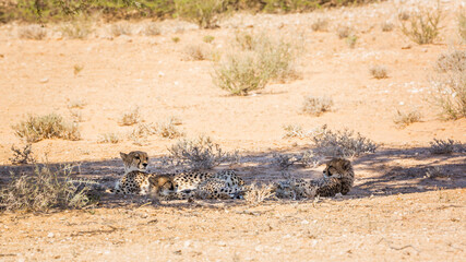 Fototapeta na wymiar Cheetah mother and two cubs lying down under shadow in Kgalagadi transfrontier park, South Africa ; Specie Acinonyx jubatus family of Felidae