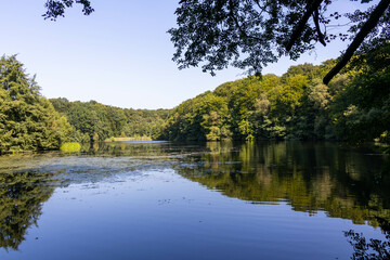 A small pond in the forest