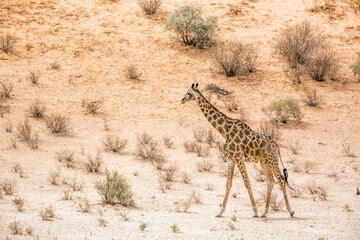 Giraffe walking in dersert area in Kgalagadi transfrontier park, South Africa ; Specie Giraffa camelopardalis family of Giraffidae