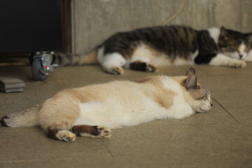 cat and dog