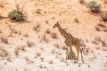 Giraffe walking in dersert area in Kgalagadi transfrontier park, South Africa ; Specie Giraffa camelopardalis family of Giraffidae