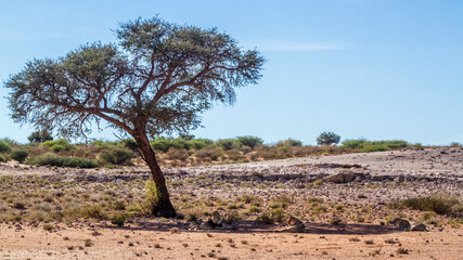 Obraz premium African lion male and three lion lying down in their habitat in Kgalagadi transfrontier park, South Africa; Specie panthera leo family of felidae