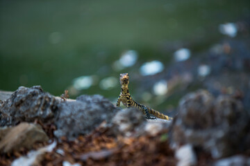  lizard Junior in thailand