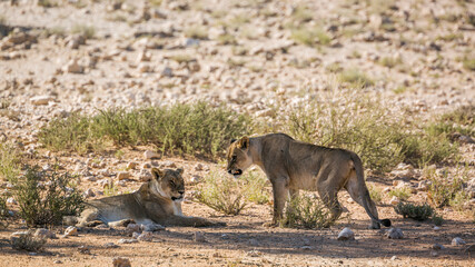 Two African lioness resting in shadow in Kgalagadi transfrontier park, South Africa; Specie panthera leo family of felidae