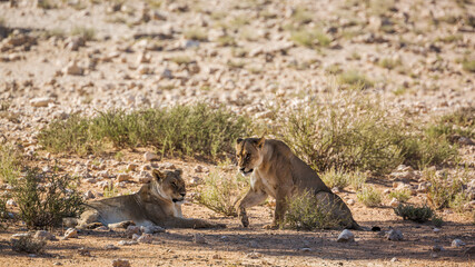 Two African lioness resting in shadow in Kgalagadi transfrontier park, South Africa; Specie panthera leo family of felidae
