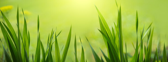 Bright green grass field with sunlight bokeh background