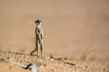 Meerkat in alert in desert area in Kgalagadi transfrontier park, South Africa; specie Suricata suricatta family of Herpestidae